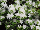 Azalea japonica 'Luzi' 